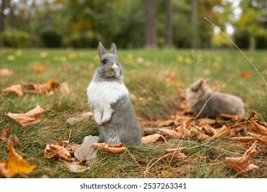 a funny rabbit in yellow leaves fall. Autumn landscape. grey fluffy rabbit - Powered by Shutterstock