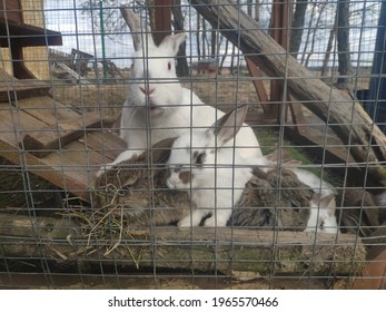 Funny Rabbits In A Cage. Mama Bunny And The Little Hares. Street Keeping Of Rabbits In A Farm