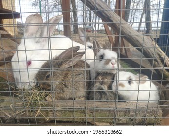 Funny Rabbits In A Cage. Mama Bunny And The Little Hares. Street Keeping Of Rabbits In A Farm