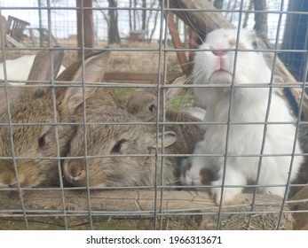 Funny Rabbits In A Cage. Mama Bunny And The Little Hares. Street Keeping Of Rabbits In A Farm