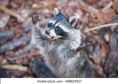 Funny Raccoon