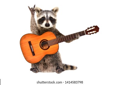 Funny raccoon with  acoustic guitar, showing a rock gesture, isolated on white background