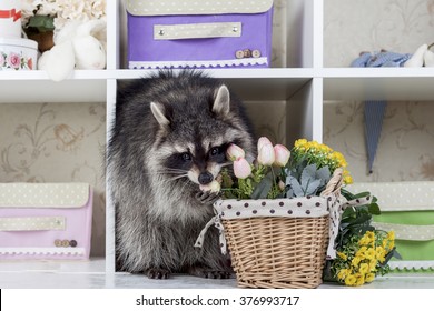 Funny Raccoon With Flowers In Home Interior