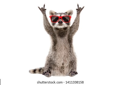 Funny raccoon in red sunglasses showing a rock gesture isolated on white background