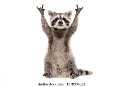 Funny raccoon showing a rock gesture isolated on white background - Shutterstock ID 1378334882