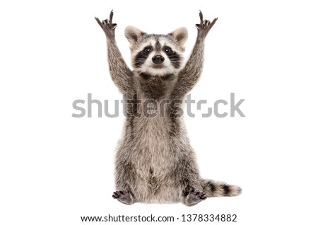 Funny raccoon showing a rock gesture isolated on white background