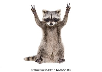 Funny raccoon, showing a sign peace, isolated on white background