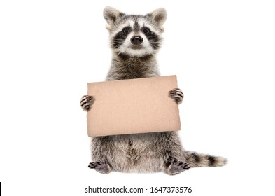 Funny raccoon standing with a cardboard in paws isolated on white background