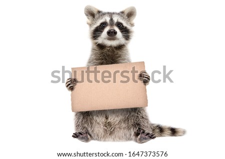 Funny raccoon standing with a cardboard in paws isolated on white background