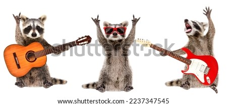 Funny raccoons musicians standing with guitars isolated on white background