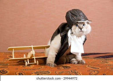 Funny Ragdoll kitten in pilot outfit with miniature wooden biplane