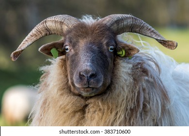 funny-ram-watching-you-260nw-383710600.jpg