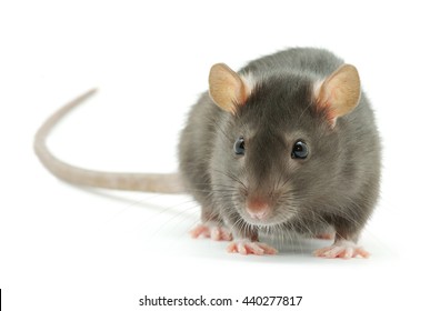 Funny Rat  Isolated On White Background