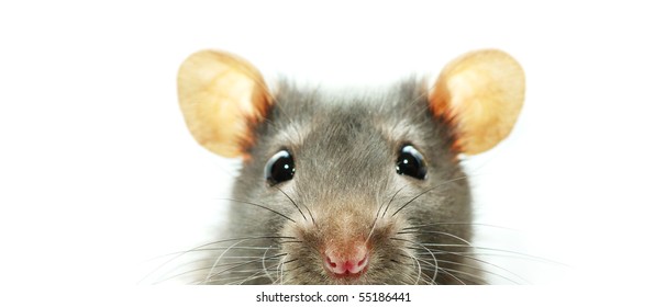 Funny Rat  Isolated On White Background