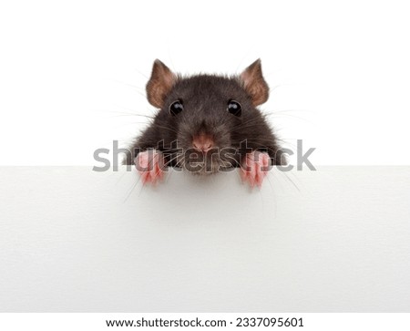 Funny rat looking close up isolated on white background