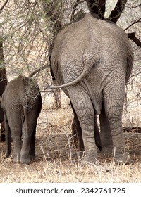 Funny rear view of an adult and a baby elephant side by side, Tanzania. High quality photo