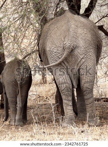 Funny rear view of an adult and a baby elephant side by side, Tanzania. High quality photo