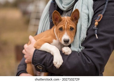 Funny Red Basenji Puppy Dog Is Sitting On The Hands Of The Owner.