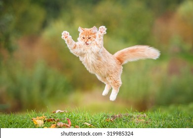 Funny red cat flying in the air in autumn