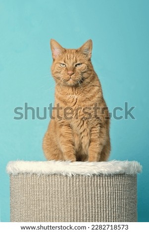 Funny red cat sitting on the scratching post .with grumpy expression. Vertical image.