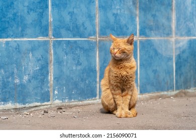 Funny red cat is sitting in the sun and squinting at an old wall of blue tiles. Stray cat on the street. - Powered by Shutterstock