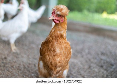 Funny Red Chicken In The Chicken Coop Is Standing, Looking