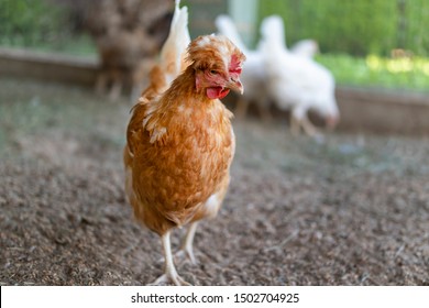 Funny Red Chicken In The Chicken Coop Is Standing, Looking