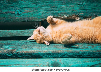 Funny Red Kitten Cat Sleeping On A Bench In Park In Hot Summer Day