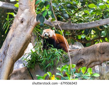 Funny red panda on the tree eating bamboo leaves in Loro park on Tenerife, Canary islands, Spain with soft focus