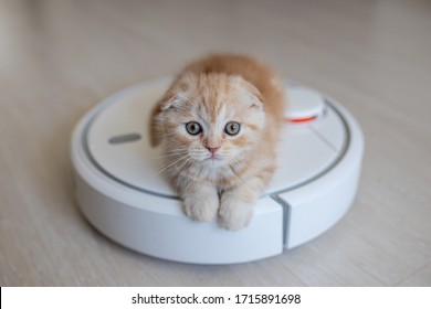 Funny Red Scottish Fold Kitten On A Robot Vacuum Cleaner