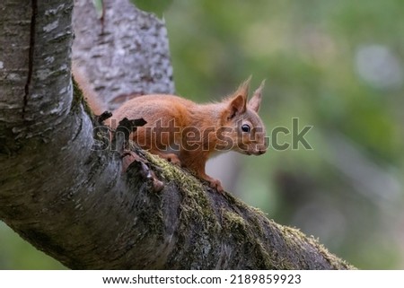 Similar – Image, Stock Photo Eating squirrel in a tree