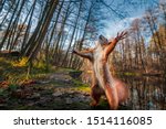 Funny red squirrell standing in the forest like Master of the Universe. Comic animal