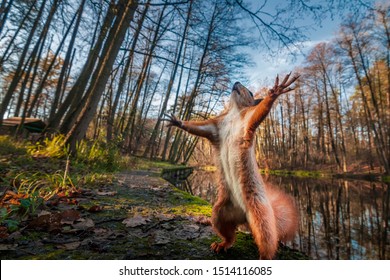 Funny red squirrell standing in the forest like Master of the Universe. Comic animal