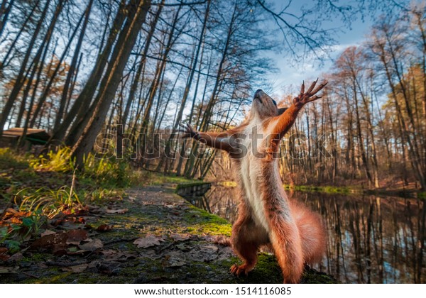 Funny red squirrell standing in the forest\
like Master of the Universe. Comic\
animal