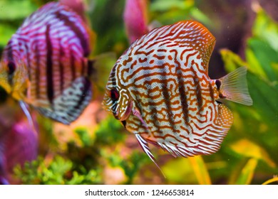 funny red turquoise discus fish in closeup with another one swimming in the background giving a mirror effect