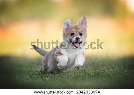 A funny red welsh corgi pembroke puppy running on green grass against the backdrop of a bright summer landscape and the setting sun. Paws in the air. Looking into the camera. The mouth is open.
