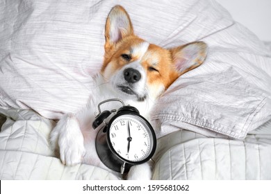 Funny red and white corgi can't wake up from sleep on the bed on its back with alarm clock in paws.  - Shutterstock ID 1595681062