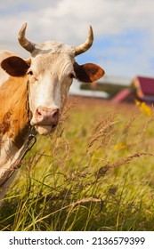 Funny Red Young Cow With White Spots With Tongue Sticking Out On Background Of Farm And Forest.