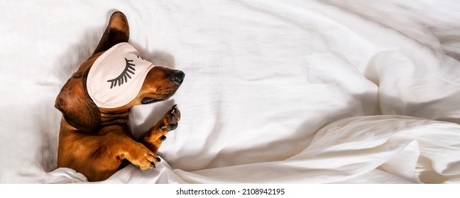 A funny red-haired dachshund is resting on a white bed wearing pink glasses for sleeping. Dachshund sleeps in bed. Side view.