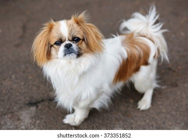 Funny red-haired pekingese dog look in camera