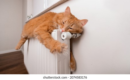 Funny resting red cat on warm radiator. Sleepy stretched cat, Lazy relaxed pet. Fun animal.