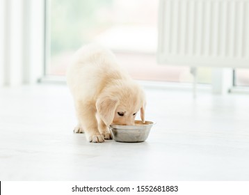 Funny Retriever Puppy Eating From Bowl