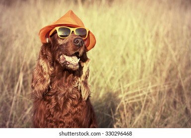 Funny Retro Dog Wearing Sunglasses And Hat