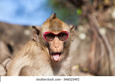 Funny rhesus monkey with tongue sticking out and sunglasses