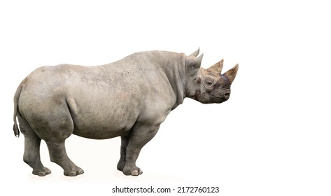 Funny Rhino Stands, Wild Life Background