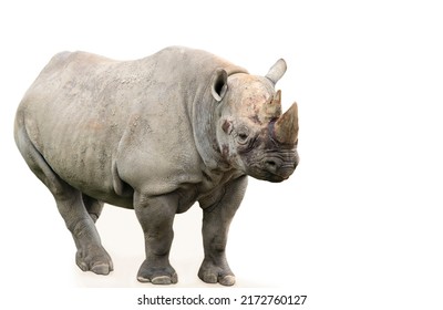 Funny Rhino Stands, Wild Life Background