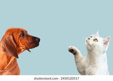 Funny Rhodesian Ridgeback puppy and British silver cat looking up. Isolated on blue, copy space. Can be used to advertise pet food or veterinary clinic. - Powered by Shutterstock