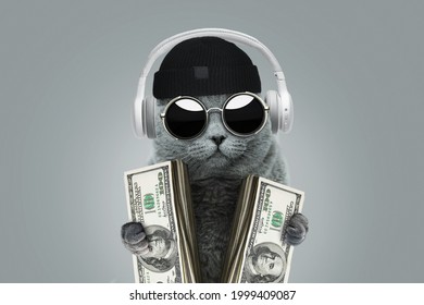 Funny rich boss cat with solar protection glasses, a hat and headphones is holding cash money dollars. Business and investment concept idea. Winning at a casino