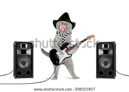 funny rock star cat with guitar and speakers on white background