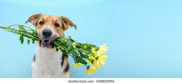 International Dog Day Images Stock Photos Vectors Shutterstock